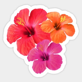 Red Orange Pink Hibiscus Flowers Sticker